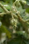 Nightshade [Solanum marginatum], seedpod close-up