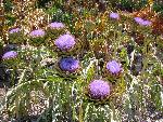 Globe Artichoke [Cynara scolymus]