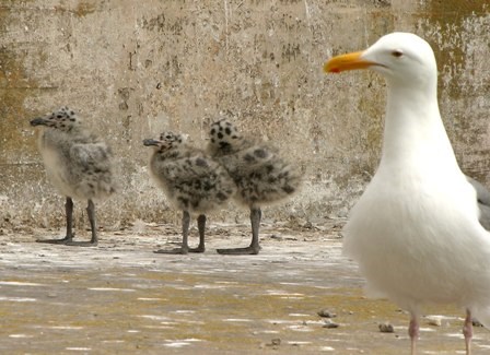 A Western gull guards her brood