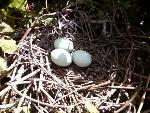 Black-crowned night heron nest