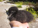 Pigeon guillemot chick