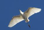 Snowy egret flying overhead