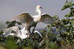 Snowy egret taking off