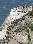 Brandt's cormorant nesting (aerial view)
