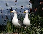 Western gull mating pair