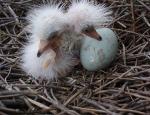 SNEG_hatchlings_web