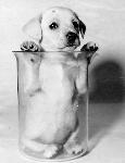 Eleanor's puppy Sandy in a beaker