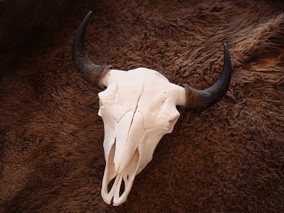 Bison skull