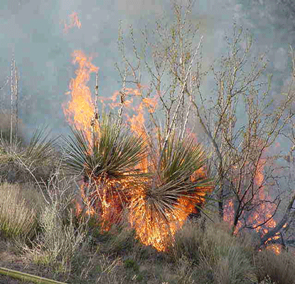 Burning Yucca