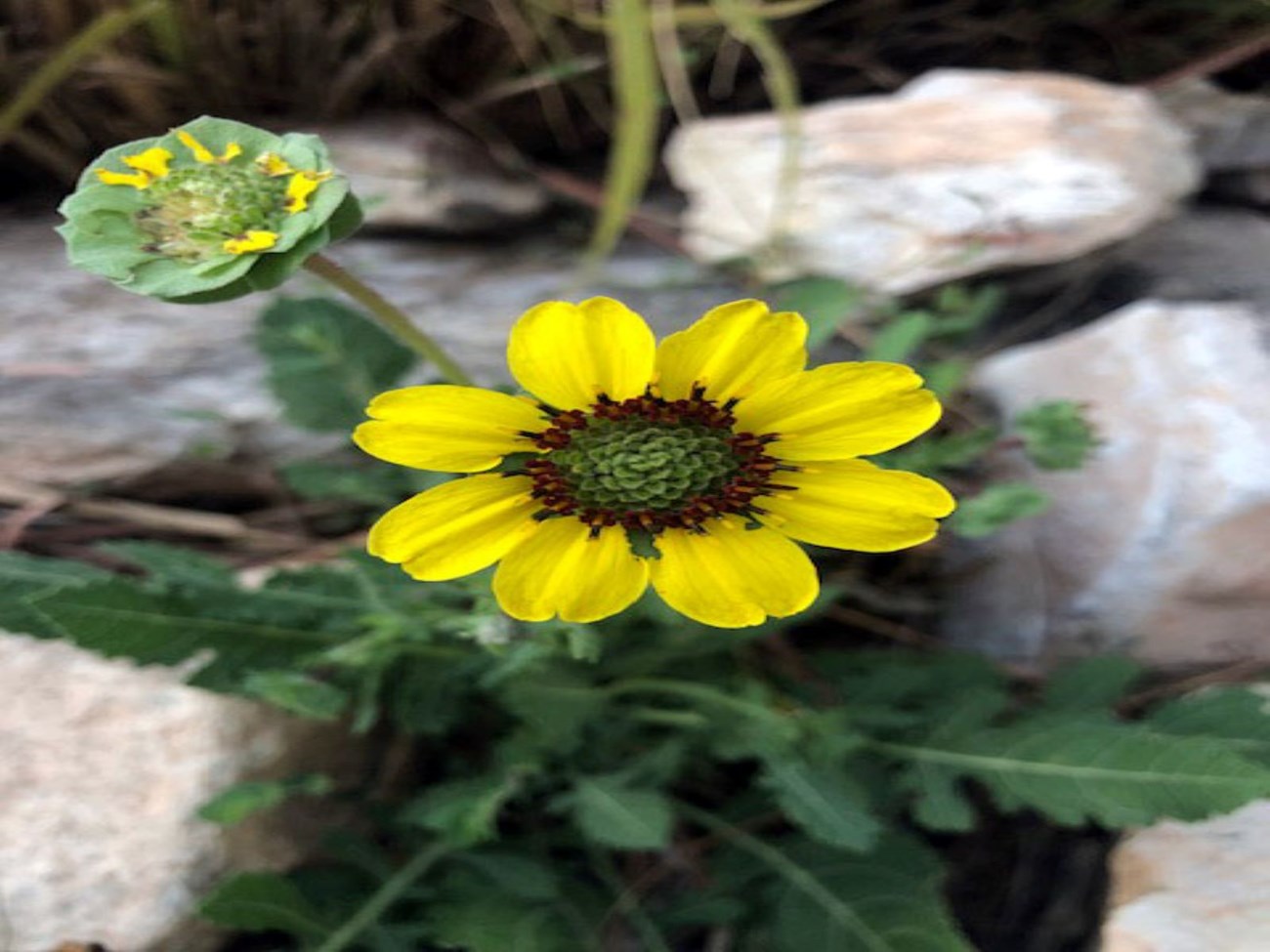 A yellow chocolate flower with a brown center in the garden.