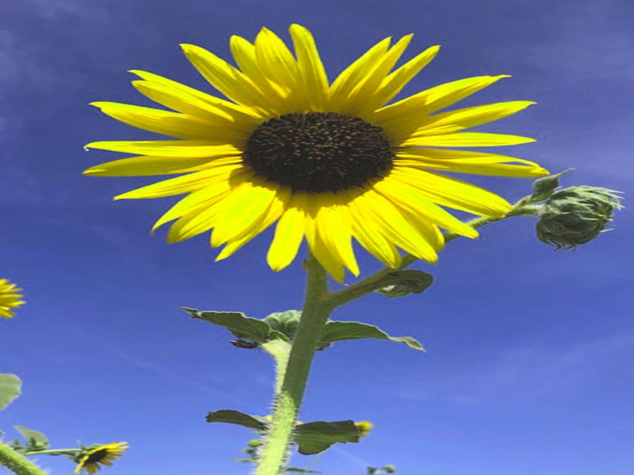 A yellow Common Sunflower with a brown center.