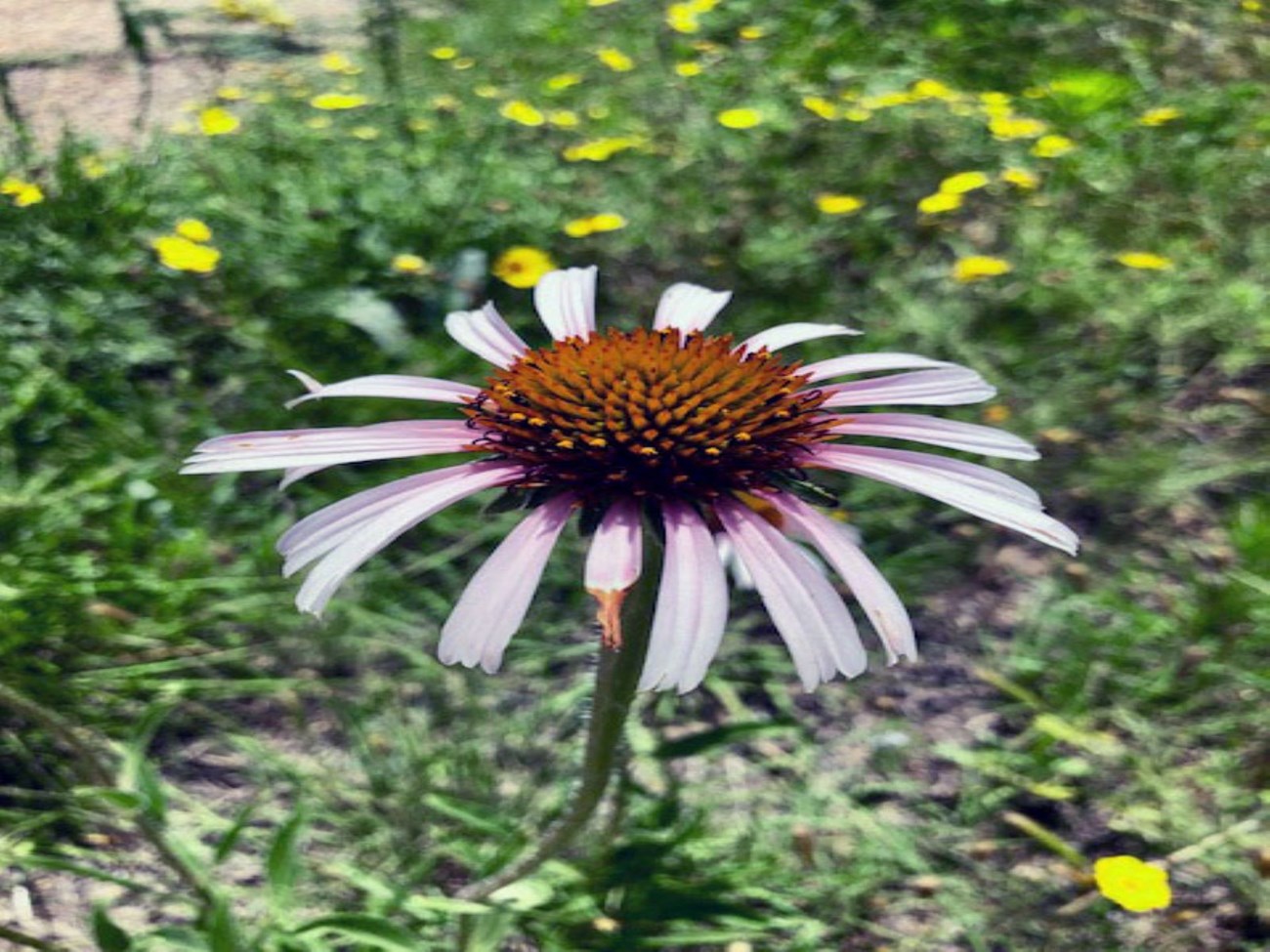 A pink coneflower blooming in the gardens