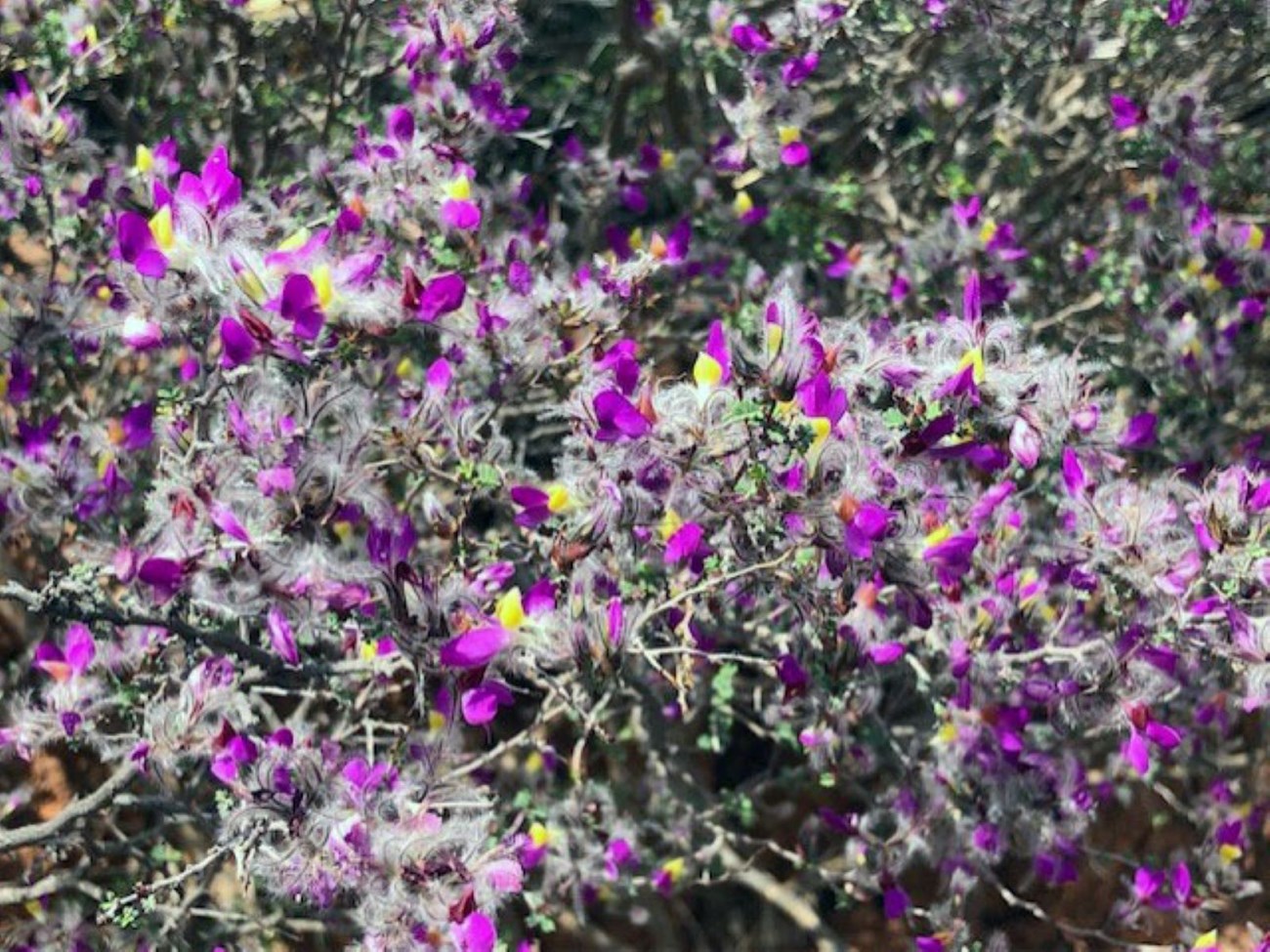 A Feather Dalea Bush that is purple, yellow, and white.