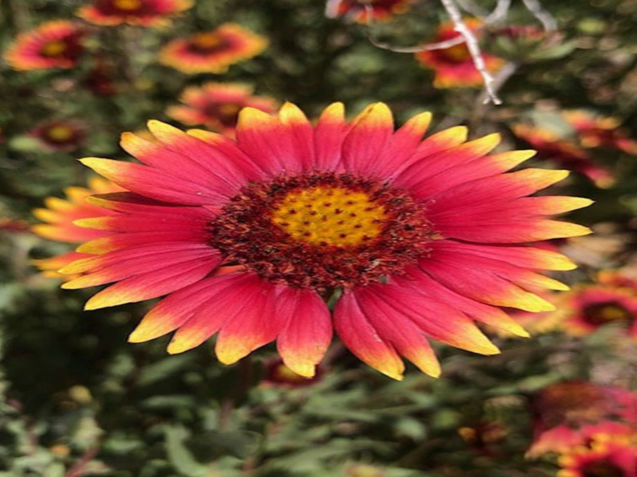 An orange Indian Blanket Flower growing in the garden.  There are yellow centers in the flower.