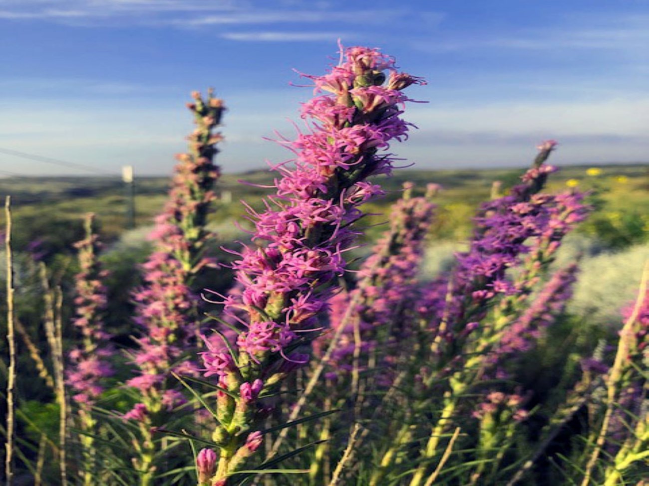 A group of purple Gay Feather Wildflowers growing on the Texas Plains.