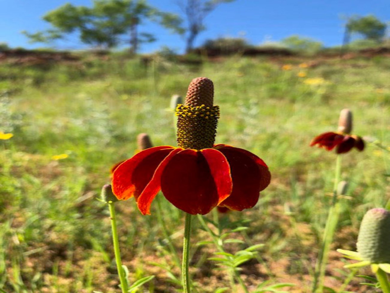 A Mexican Hat growing in a field.  The flower is dark red with a brown center.