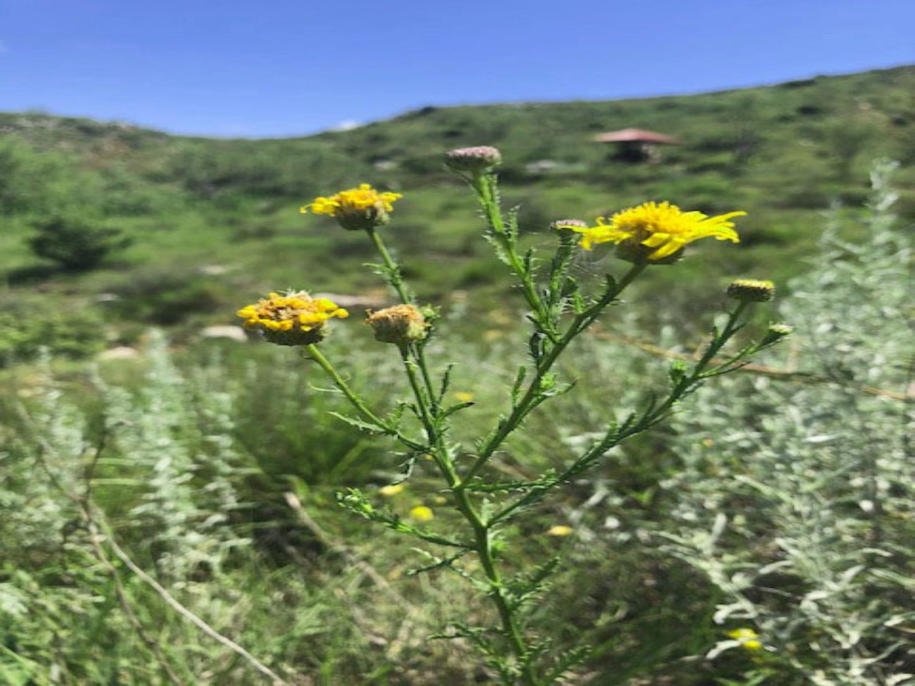 Yellow Navajo Tea blooming on the prairie.