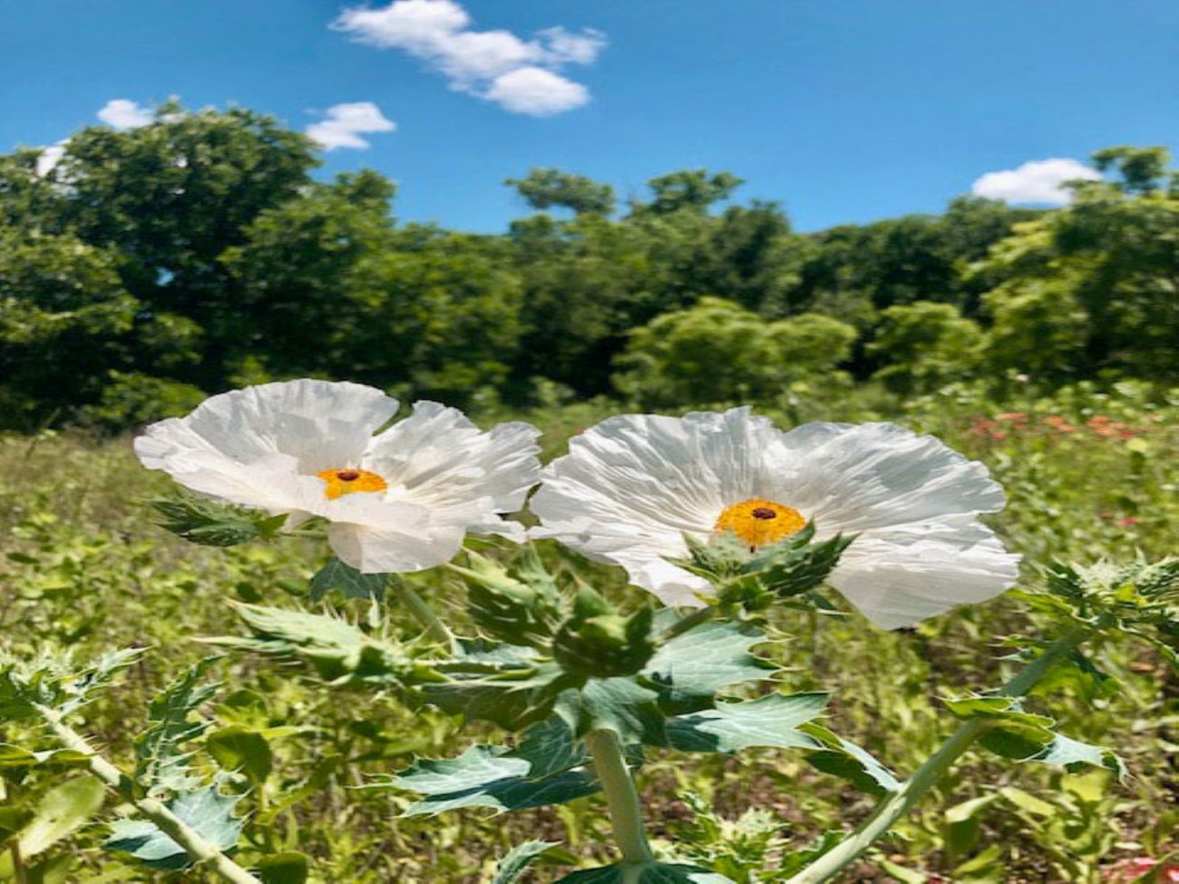 Two Prickly Poppies growing on the plains.