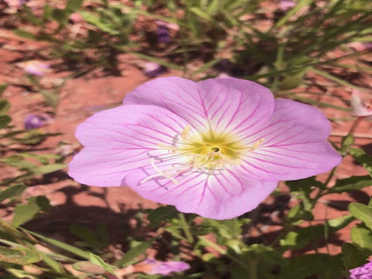 A Pink Primrose in Alibates Garden