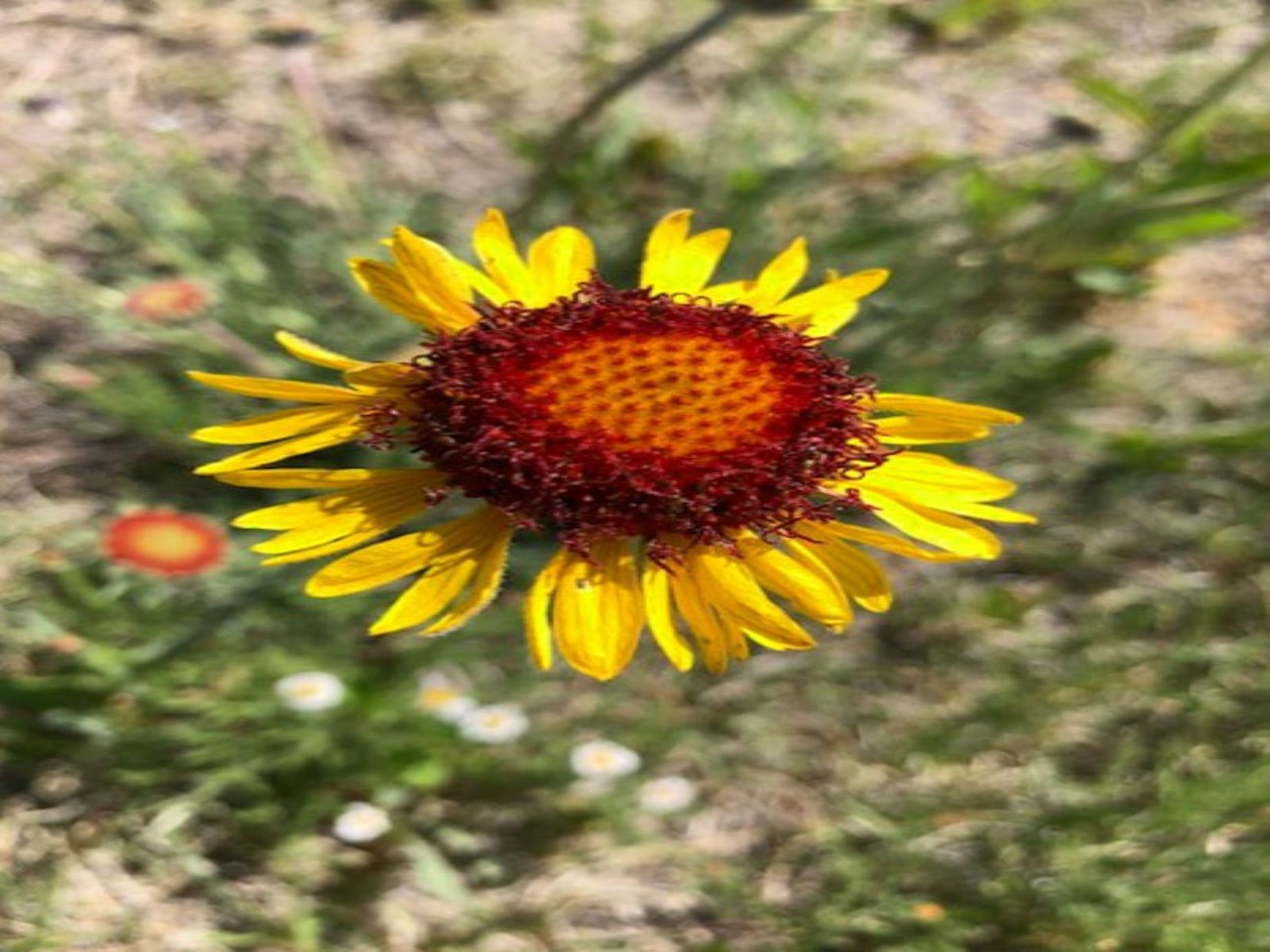 A Red Dome Gallardia with yellow petals and a brown center