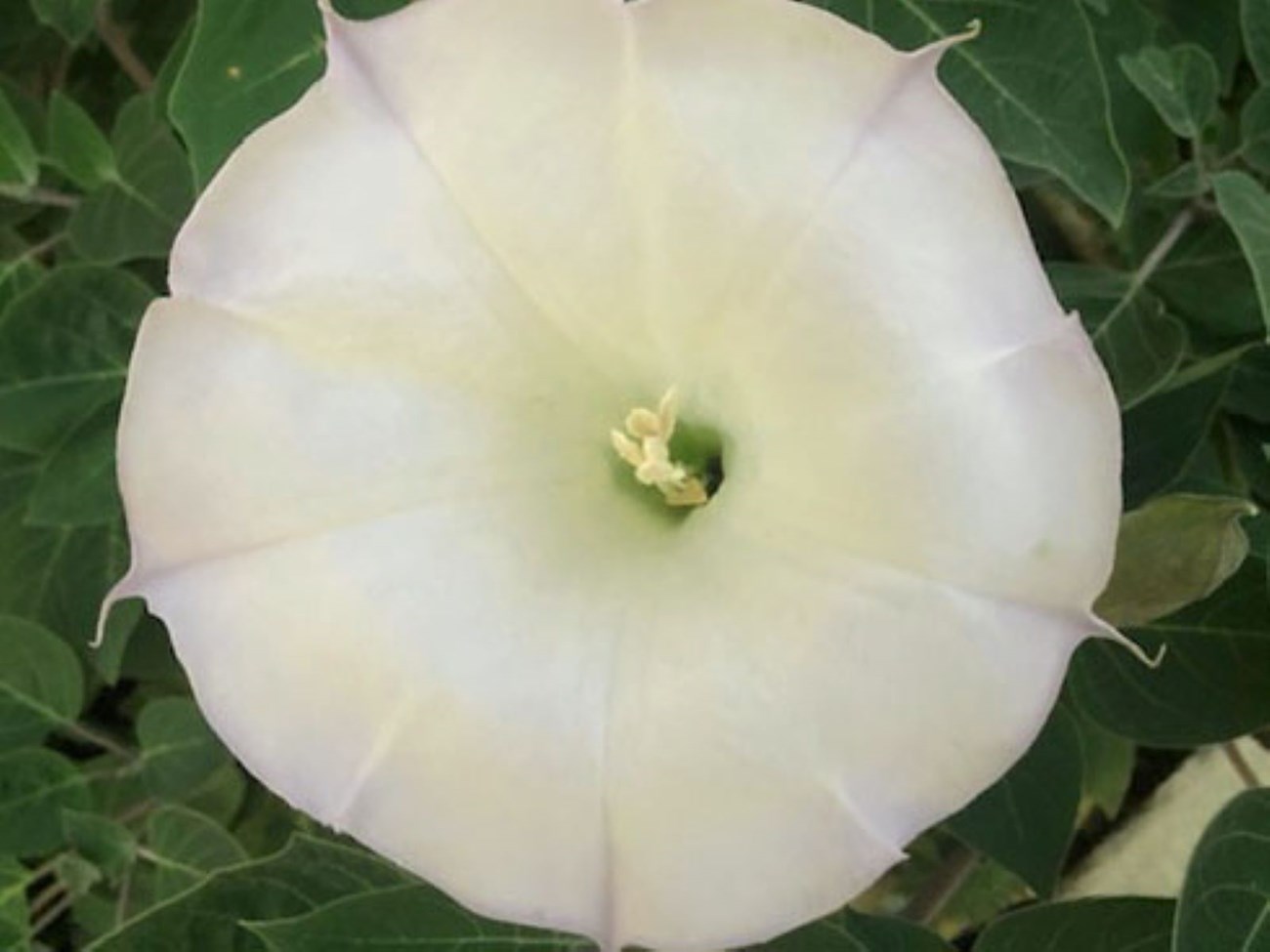A white Sacred Datura growing in the garden