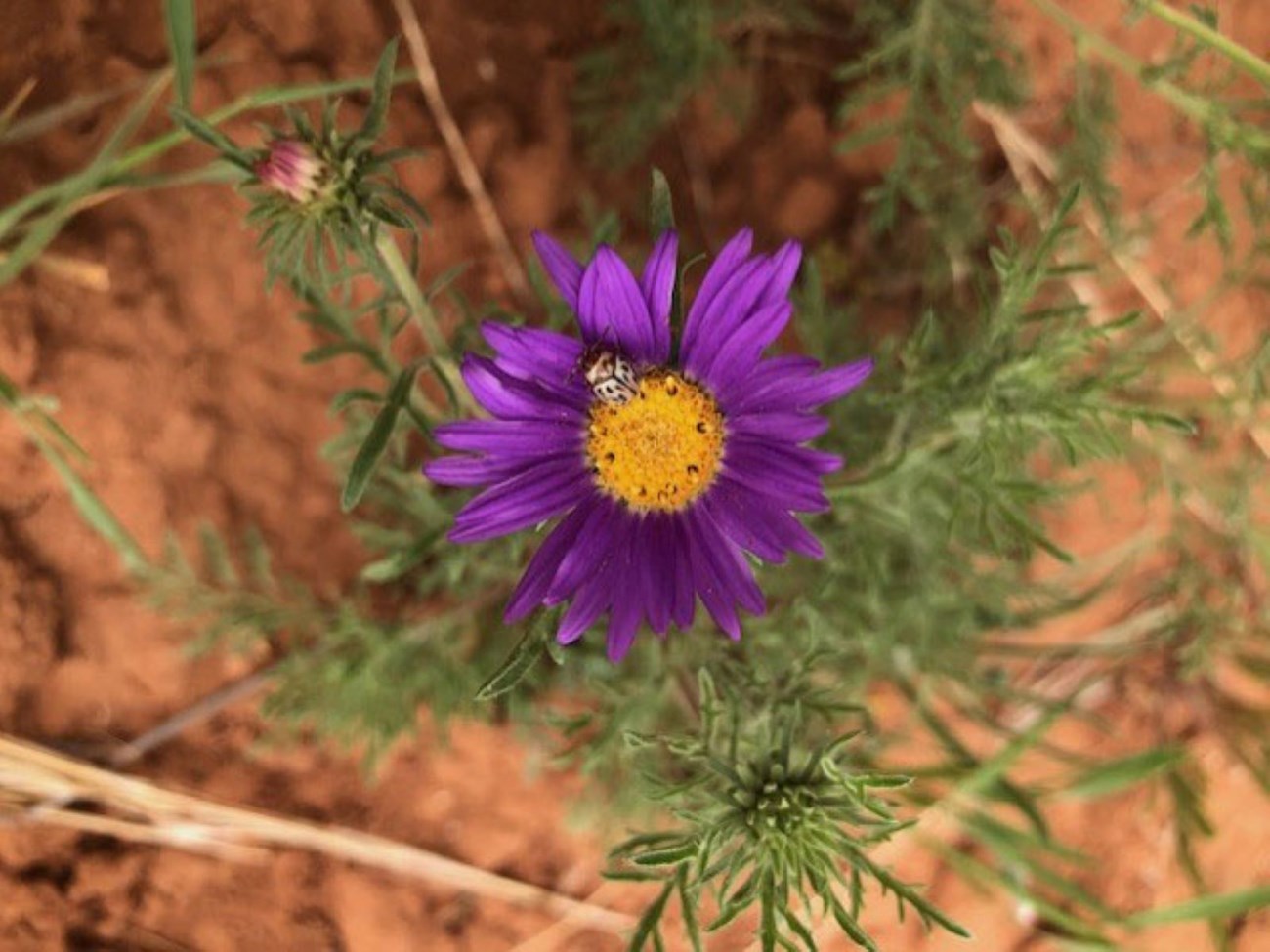 A purple Tahoka Daisy with a yellow center