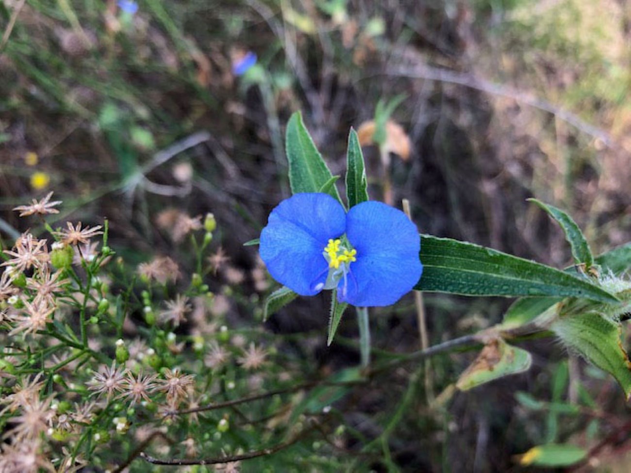A blue Dayflower or Widow's Tears growing in the red dirt.