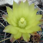 ppsmcactusbloom