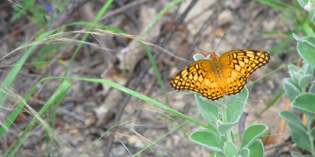 Close-up of variegated fritillary (butterfly) on cenizo.