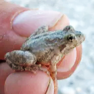 Blanchards Cricket Frog held in fingertips.