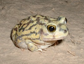Picture of a Couch's Spadefoot Toad on sandy ground at Saguaro National Park, Arizona. The toad has dark-colored, wavy lines running lengthwise down its light-colored body.