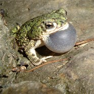 Eastern Green Toad with vocal sac billowed out