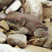 Red-spotted toad with brownish skin and red bumps on rocky ground