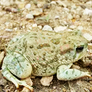 Texas toad with brownish green skin and irregular, brown bumps and splotches on rocky ground