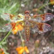 Low Flying Amber Wing Dragonfly