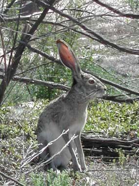 White-sided Jackrabbit (Lepus callotis) sitting in brushy area with noticeable, name-giving white side showing.