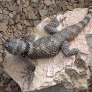 Northern Crevice Spiny Lizard