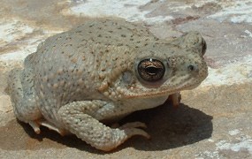 Close-up of Red-spotted toad with bumpy skin and bulging eyes