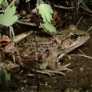 Rio Grande leopard frog in shaded, wet environment