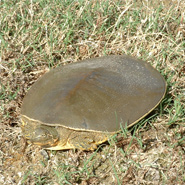Texas Spiny Softshell