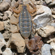 Lesser Striped Tail Scorpion Lesser Striped Tail Scorpion