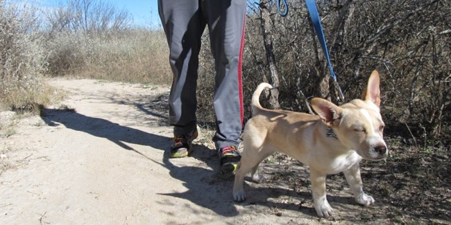 Small dog on a leash being walked on a trail.