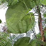 Big-leafed vine