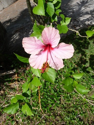 Hibiscus Pink Cultivar