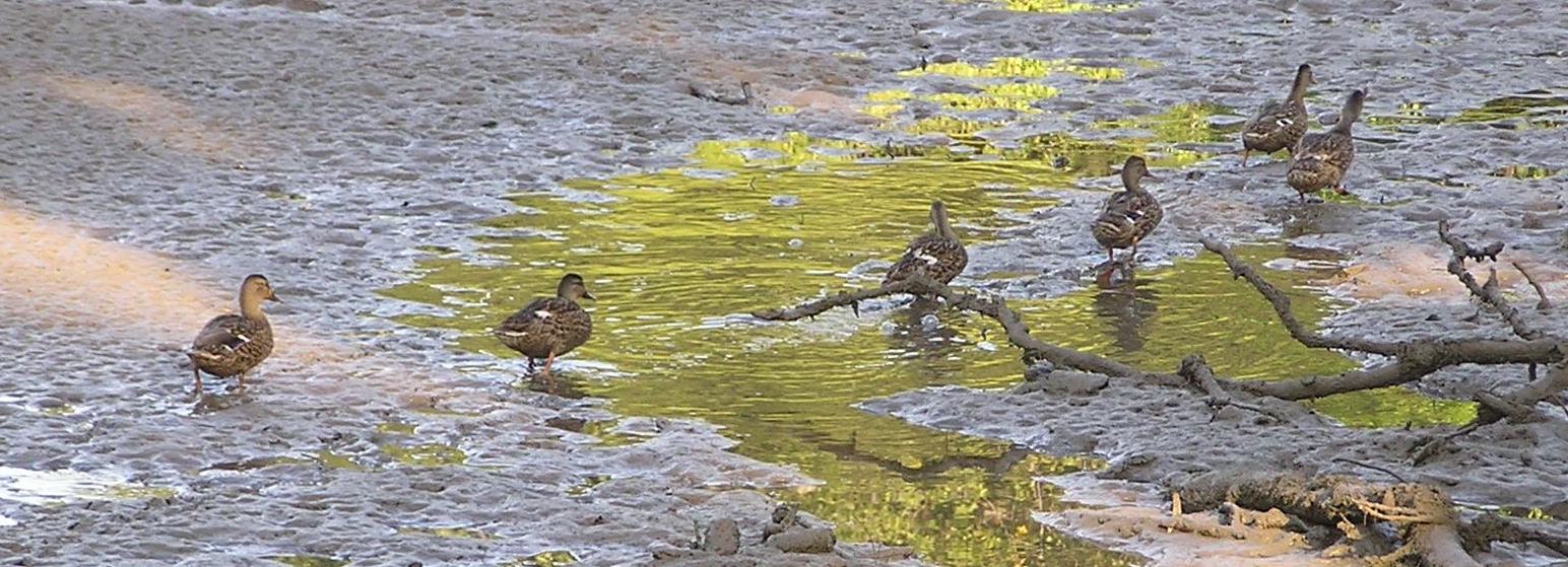 A line of ducks crossing a mud flat
