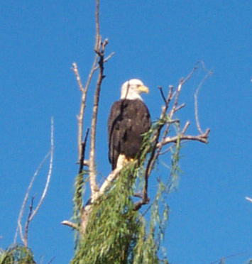 roosting eagle