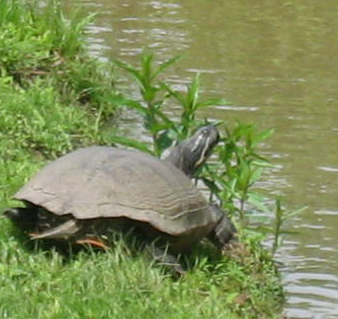 One of the aquatic turtles that may mistake plastic garbage for its leafy food.