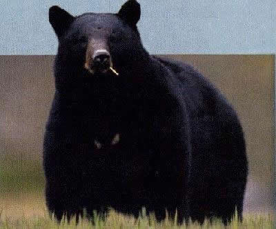 A very curious black bear standing in grasslands