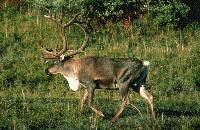 A picture of a magnificent bull caribou at Denali National Park and Preserve