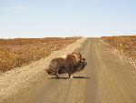 Musk Ox Crossing the Road